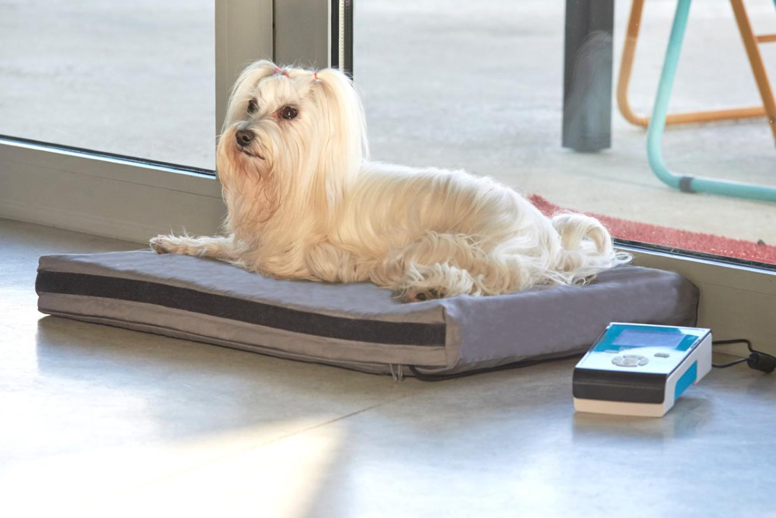Magnetoterapia per cani e gatti